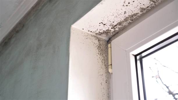 Best Kitchen Mold Remediation in Del Rey, CA