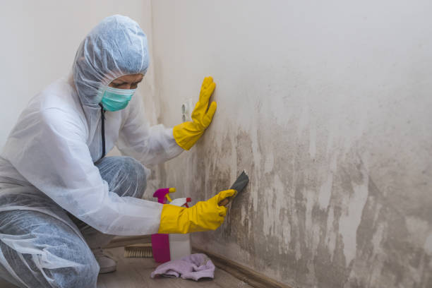 Best Commercial Mold Remediation in Del Rey, CA