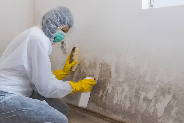Best Black Mold Remediation in Del Rey, CA