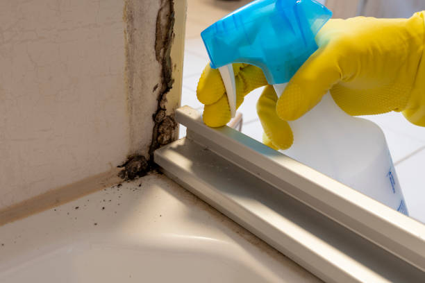 Best Mold Testing and Inspection Services in Del Rey, CA