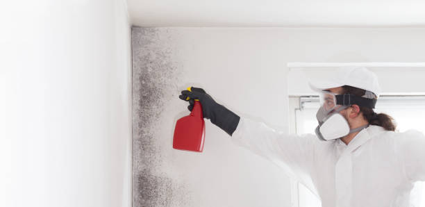 Best Industrial Mold Remediation in Del Rey, CA