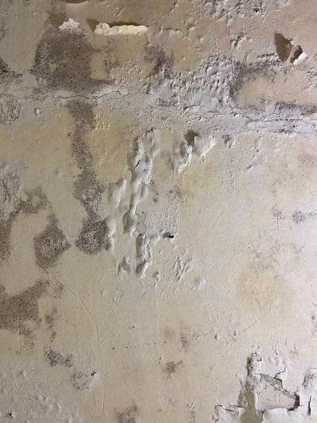 Best Mold Remediation for Specific Building Types in Del Rey, CA