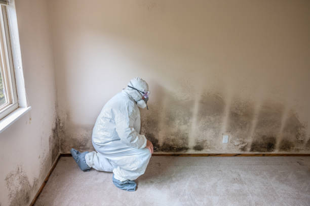 Best Preventive Mold Services in Del Rey, CA