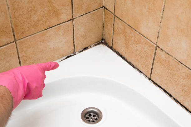 Best Health and Safety Mold Remediation in Del Rey, CA